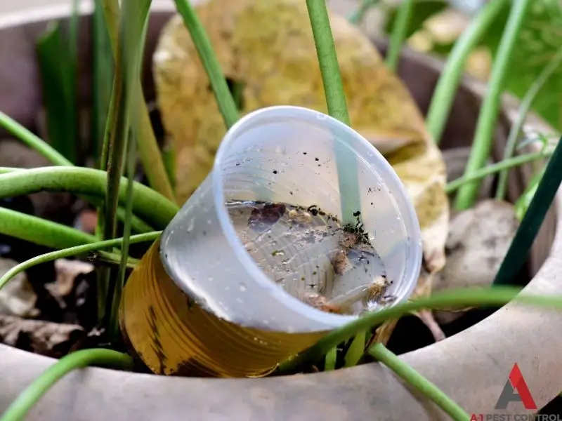 A plastic cup of water outside in grass is collecting stagnant water.