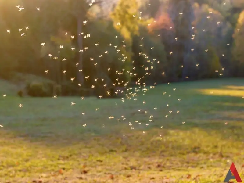 Mosquitos swarming on a yard at sunset. This image is meant to accompany the page titled Mosquito Control in Banner Elk, NC.