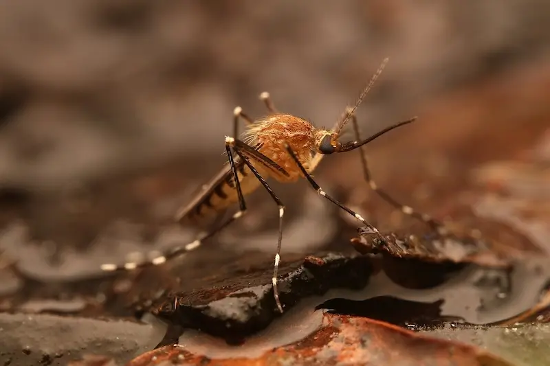 aedes canadensis mosquito control