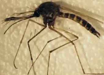 marsh mosquito pest identification