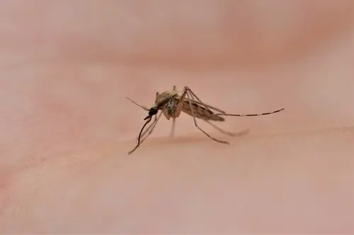 summer salt mosquito