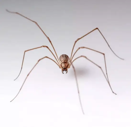 Brown cellar spiders.