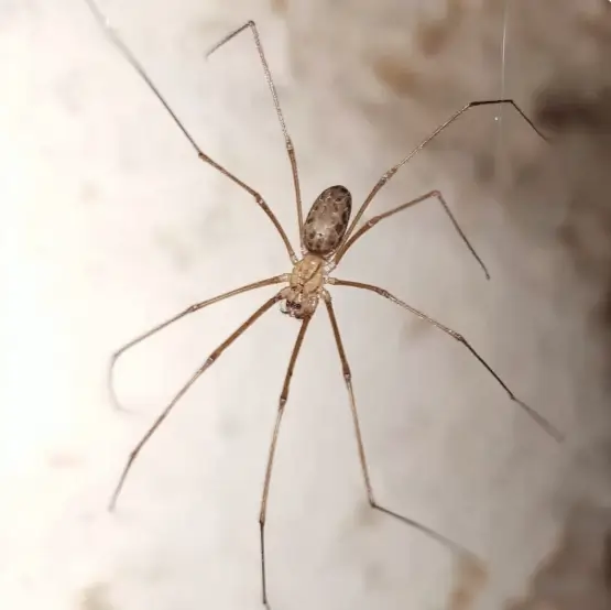 A brown spider to accompany the question, "do cellar spiders bite?"