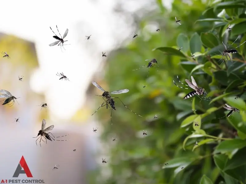 Mosquitos swarming around a bush. Mosquito Control Hendersonville can prevent mosquito activity.
