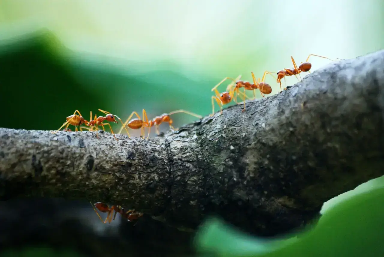 control ants in nc