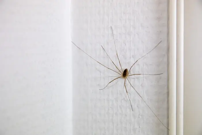 Spider pest control can prevent cellar spiders as shown here.