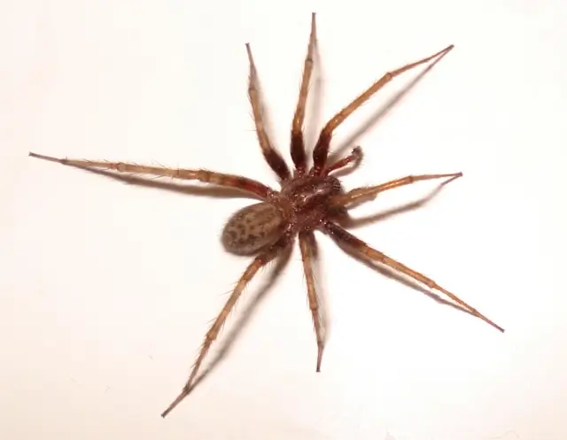 house spiders