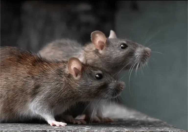 roof rat control in north carolina