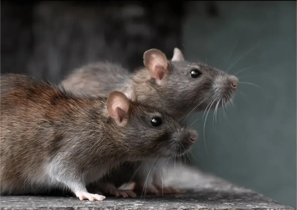 two roof rats with slightly larger eyes and small ears.