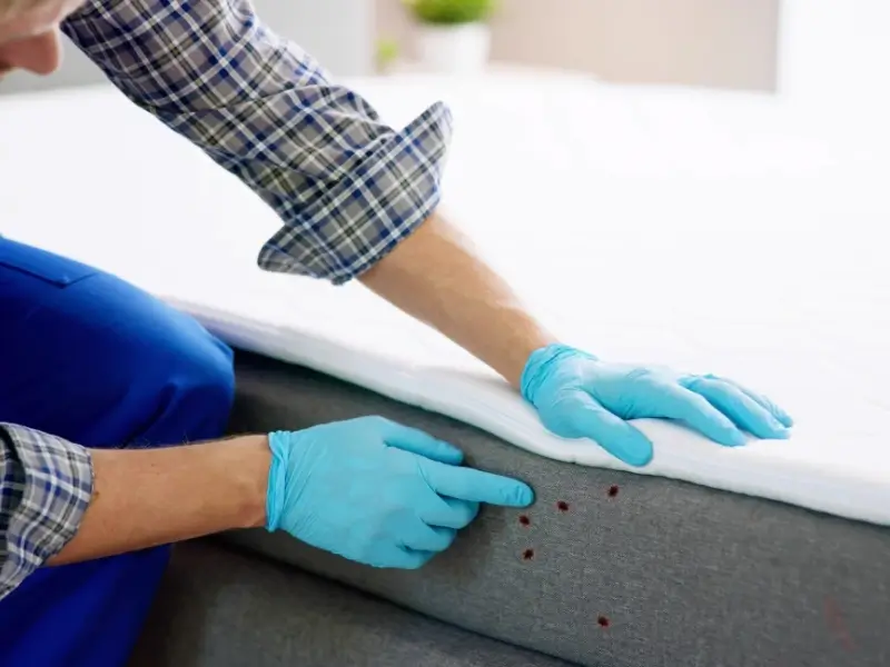 Male pest control professional inspects mattress for bed bugs. Blowing Rock bed bug control is provided.