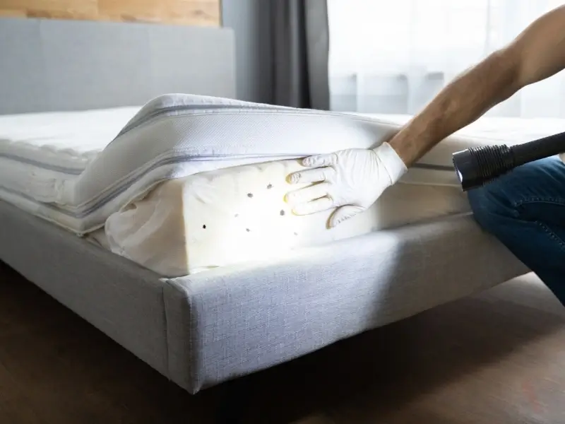 Man inspects bed bugs on matrress. bed bug inspection, bed bug removal, bed bug pest control, bed bug extermination Blowing Rock NC.