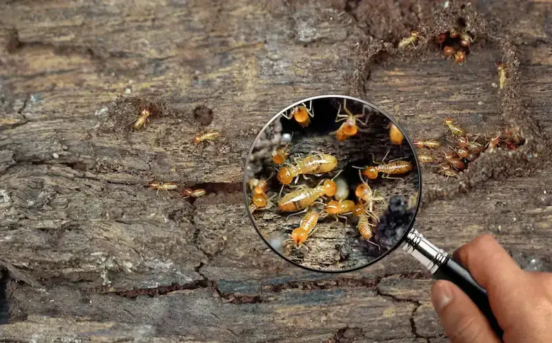 Magnifying glass inspecting termites. Mooresville pest control services.