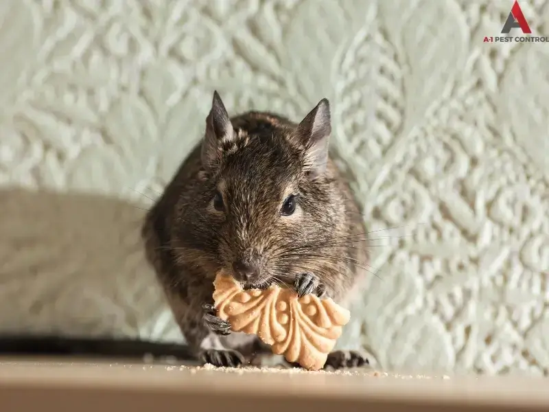 rodent control in mooresville, NC