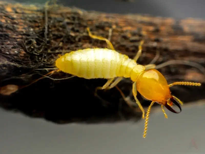 Close up of termite on wood. Blowing Rock termite pest control, termite treatment, termite inspection, termite prevention.
