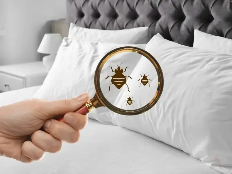 bed bug control service in boone nc