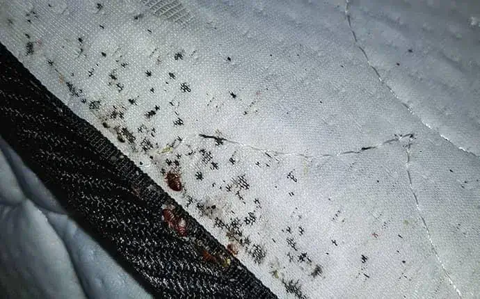 infestation of bed bugs in hendersonville nc