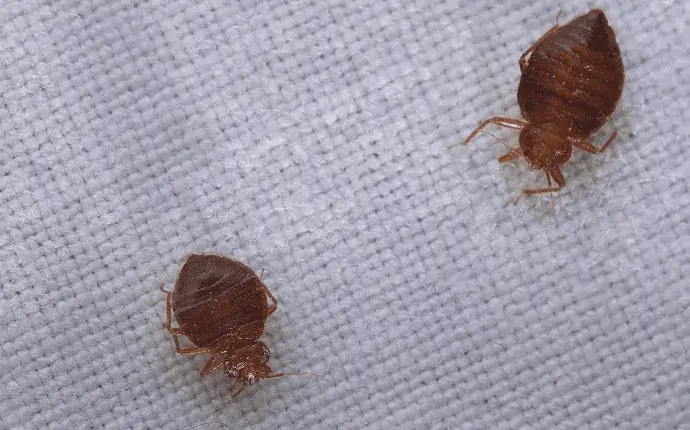 boone nc bed bugs