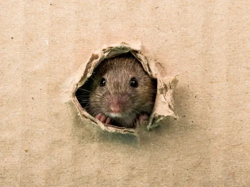Rat peeking out of hole in cardboard. Rodent control, rodent pest control, rodent extermination in Boone NC.