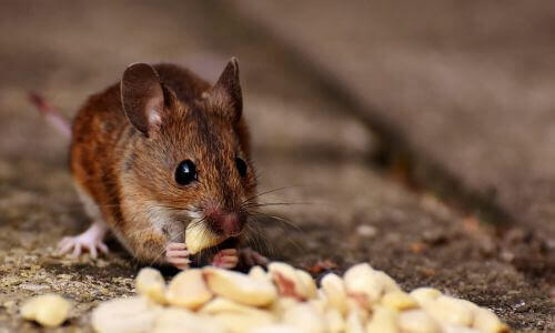 rodent pest control in hendersonville nc