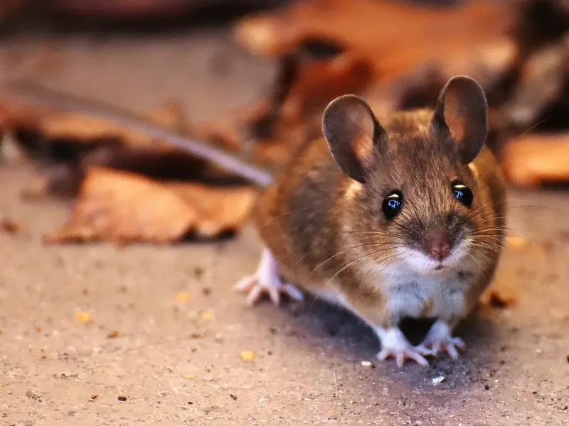 Brown mouse beside fallen leaves. Image complements the page regarding Rodent Pest Control in Boone, NC.