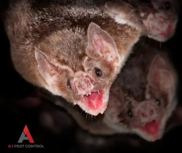 wildlife control in hendersonville