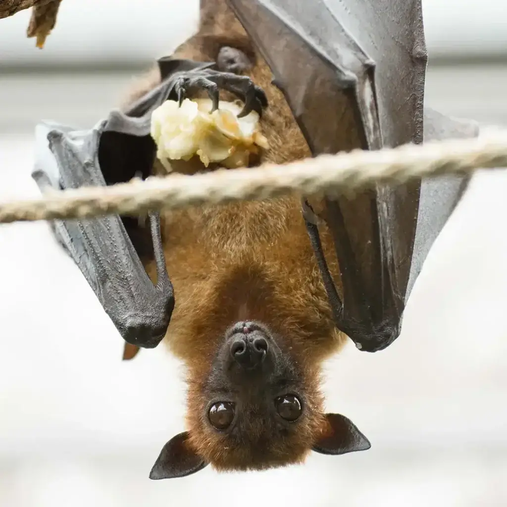 wildlife removal in hendersonville