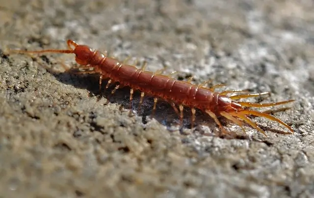 centipede attraction