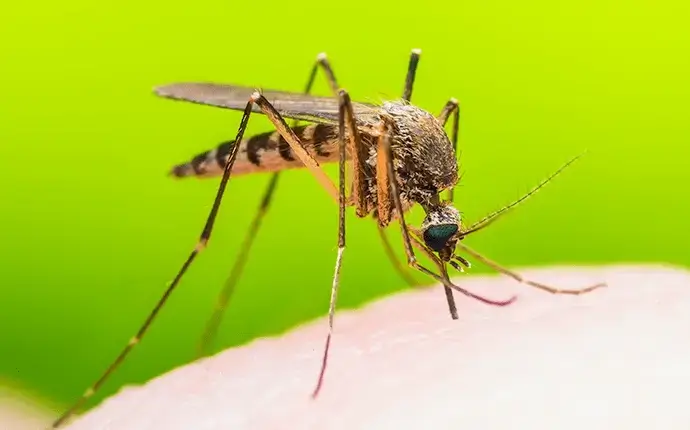 mosquito control in boone nc