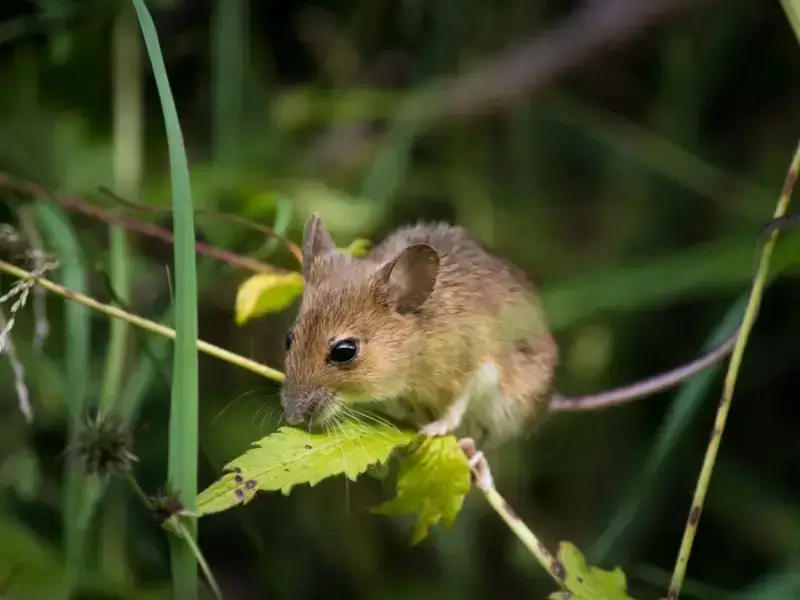 A small brown mouse perched on a leafy plant in dense greenery, illustrating the need for rodent pest control in Linville, NC.