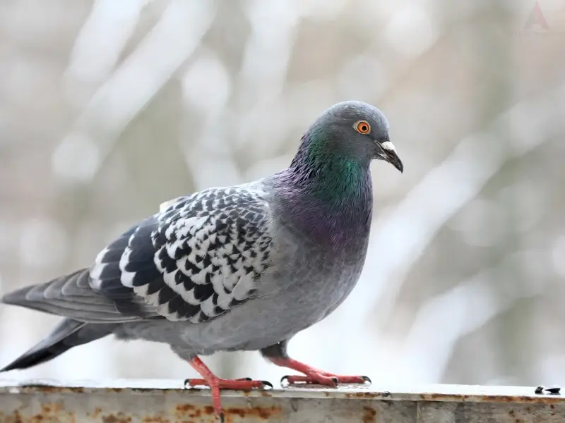 a pigeon, highlighting the need for commercial bird control in Charlotte, NC.