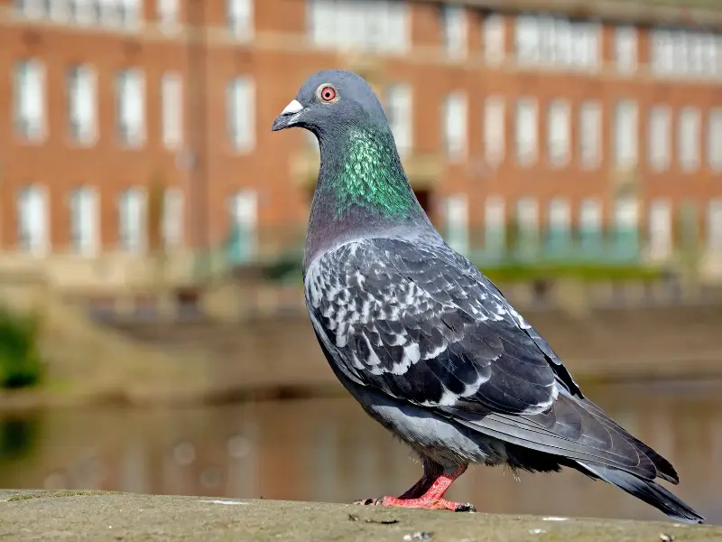 pigeon on a ledge, highlighting the need for commercial bird control.