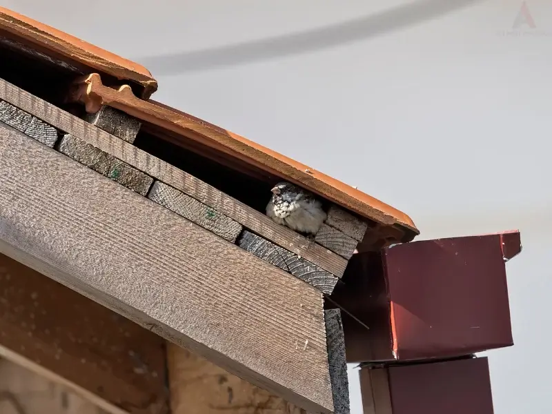 Sparrow nesting inside a roof, highlighting the need for bird control and Bird deterrent services.