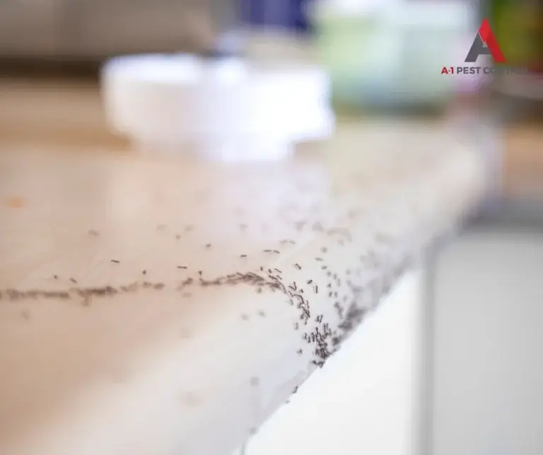 asheville commercial ant control
