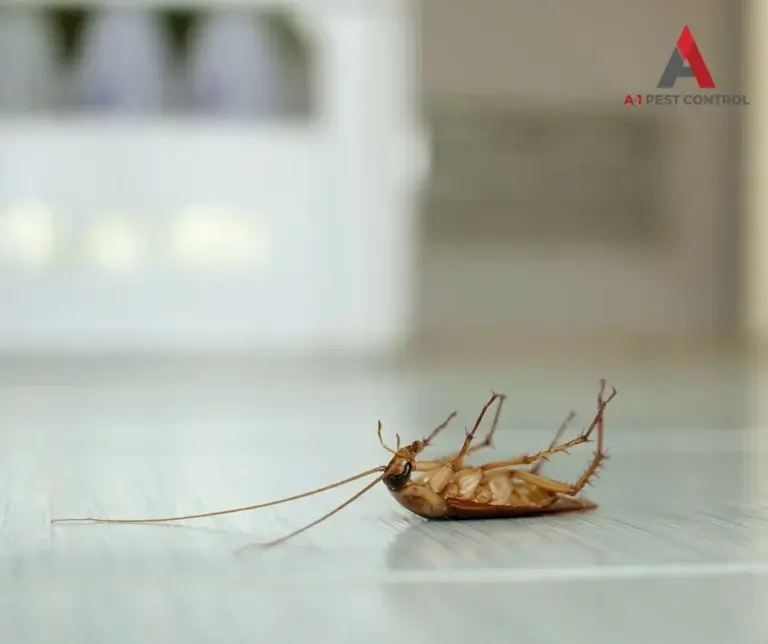 asheville commercial cockroach control
