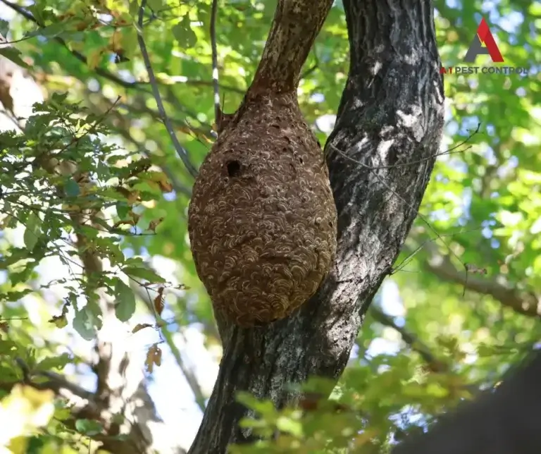 asheville commercial stinging insect control