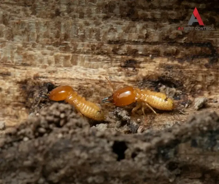 asheville commercial termite control