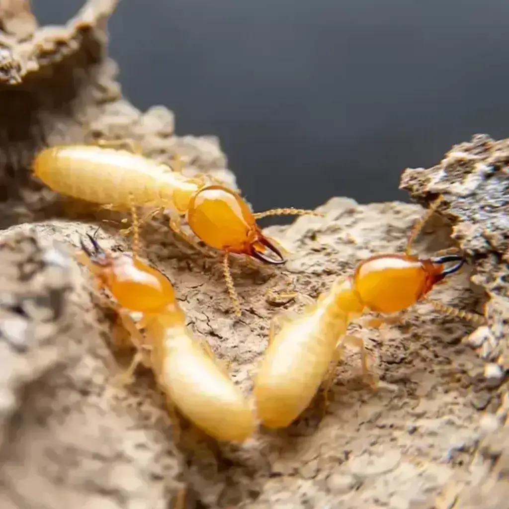 Termites, highlighting the need for Hickory commercial pest control.