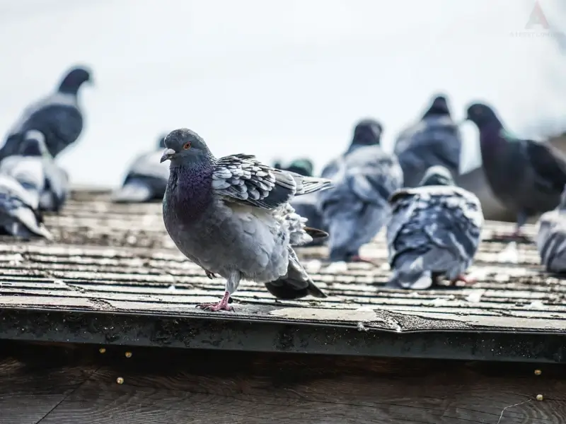 Squawking pigeons on a roof highlighting the need for commercial bird control.