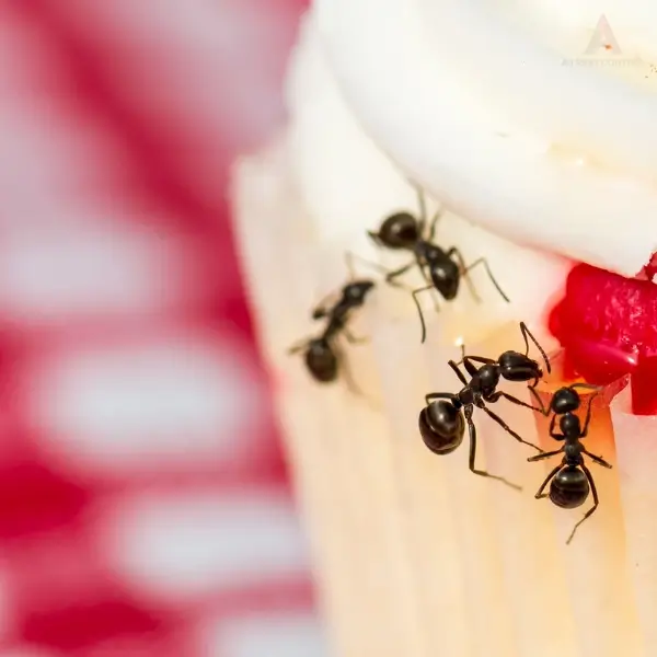 Black ants on a cupcake, highlighting the need for commercial pest control for ants.