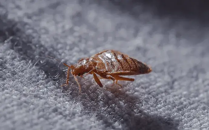 Bed bug, highlighting the need for Hickory commercial pest control.