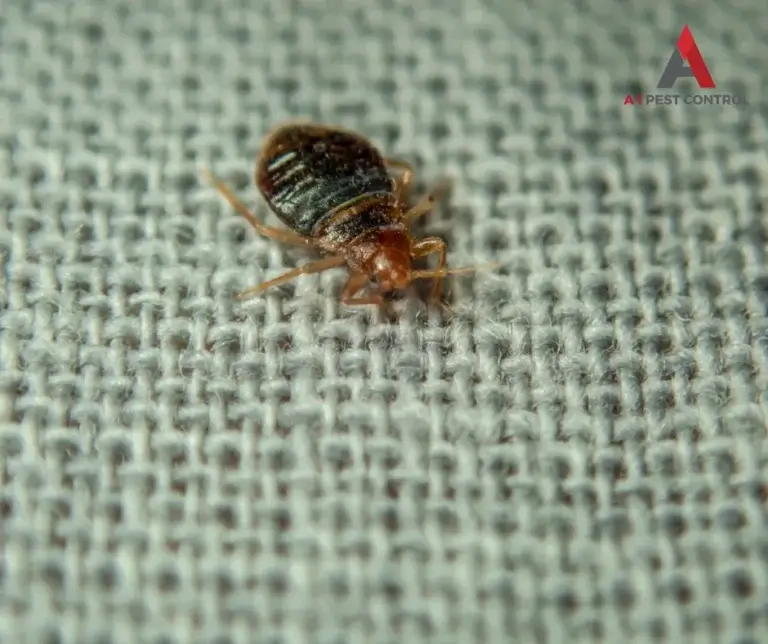 mooresville commercial bed bug control