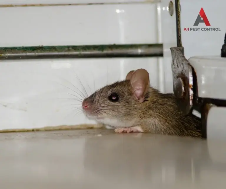 mooresville commercial rodent control