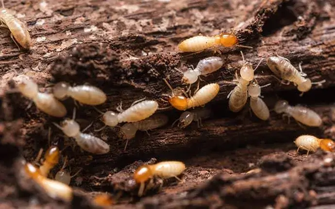 termite baiting station