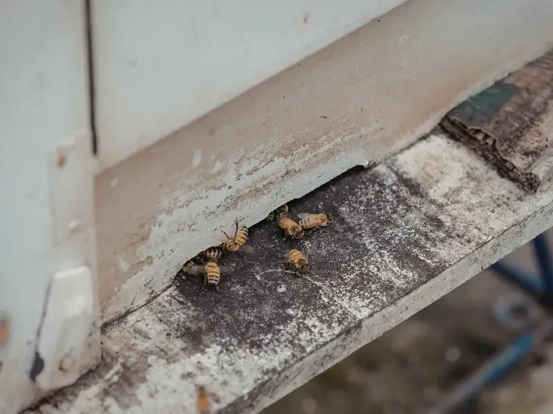 Bees, highlighting the need for yellow jacket removal, yellow jacket nest removal, wasp control, hornet removal, and wasp nest removal.