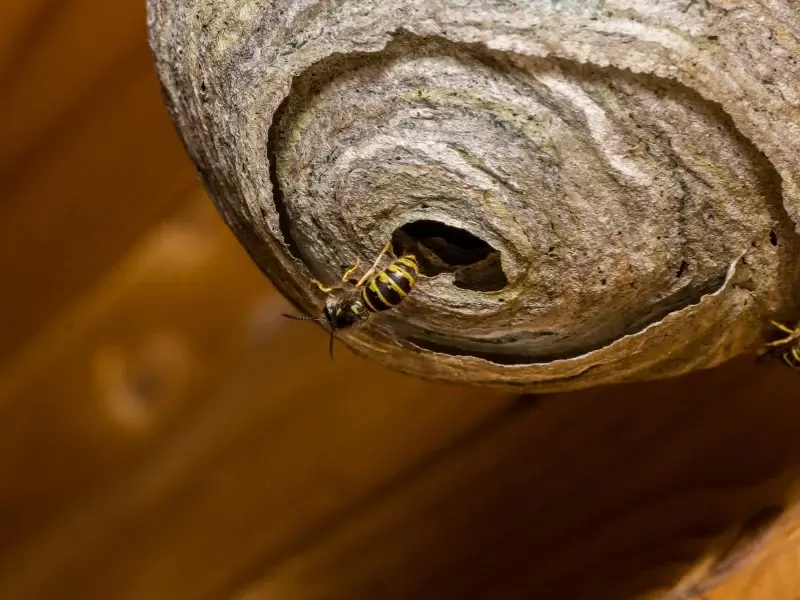 A hornet nest, highlighting the need for yellow jacket removal, yellow jacket nest removal, wasp control, hornet removal, and wasp nest removal.