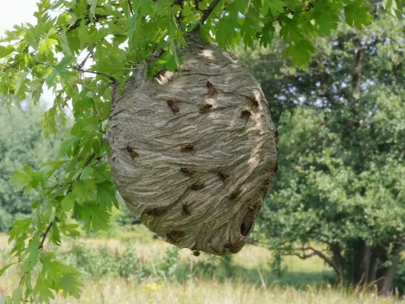 A hornet nest, highlighting the need for yellow jacket removal, yellow jacket nest removal, wasp control, hornet removal, and wasp nest removal.