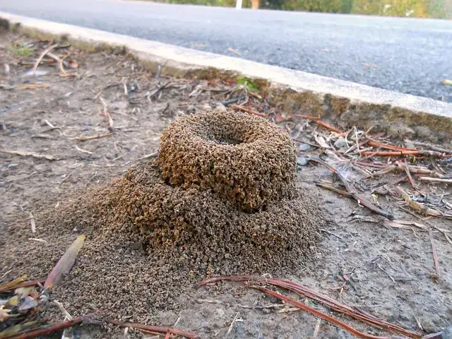 an ant mound outside, a sign you need ant control