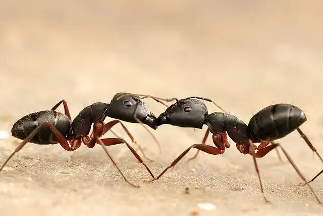 ant exermination mooresville