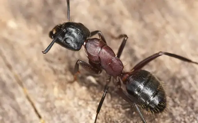 carpenter ant treatment in mooresville, nc