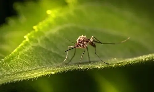 Mosquito on green leaf for Blowing Rock mosquito control